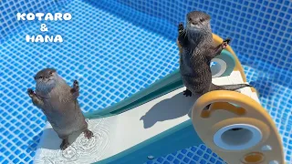 Otters Ready to Make a Splash in New Pool!