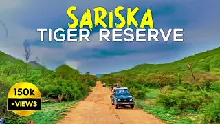 Sariska Tiger Reserve Monsoon Safari 2023 (Tehla Gate) - 4K Video Hindi | हिन्दी