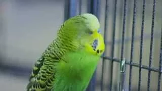 Disco the Talking Budgie - Outtakes (Pets Wild at Heart)