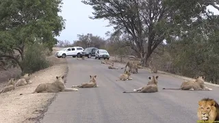 Largest Lion Pride Ever Blocking Road In Kruger Park hd video.