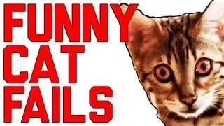 Fail compilation 2016 Funny Cat Fails Compilation || by FailArmy 2016