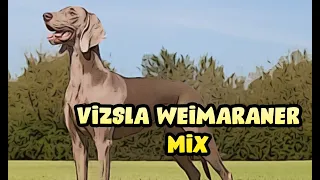 Vizsla Weimaraner Mix
