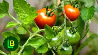 Hitna zaštita paradajza od plamenjače. Svi koji uzgajaju paradajz ovo moraju znati