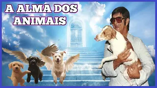 A Missão Espiritual dos Cachorros, por Chico Xavier