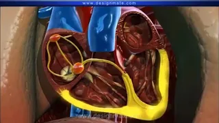 Серце. Серцевий цикл для студентів-медиків