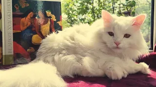 Белый кот и краски. Темпоральная живопись