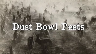 History Brief: Dust Bowl Pests