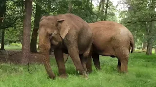 Get to know the Asian elephants at Woburn Safari Park