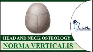 NORMA VERTICALIS | Methods of study of skull |Anatomy of skull|Head and neck osteology|Human anatomy