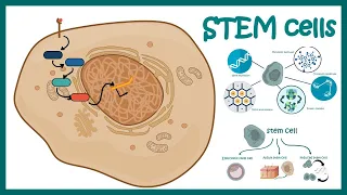 Stem cells | properties, metabolism and clinical usage