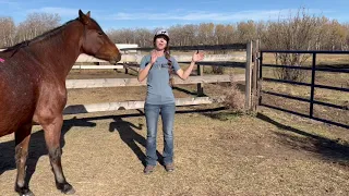How To Introduce A New Horse To Your Herd