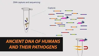 Anne Stone: Ancient DNA of Humans and Their Pathogens