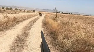 Mısır tarlalarından çıkan yaban domuzları / Wild boar hunting in corn fields