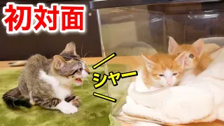 初対面！激おこ先住猫に威嚇される２匹の子猫がこちら！【保護猫】