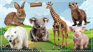 Cute Animal Sounds and Clips: Giraffe, Koala bear, Pig, Polar bear, Otter, Rabbit