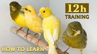 Canary Singing 12h Training Song - Make your canary sing like mine
