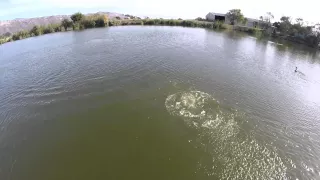 Cormorants nesting and diving