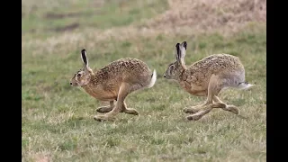 Охота на зайца. Необычное поведение. Hunting for hares