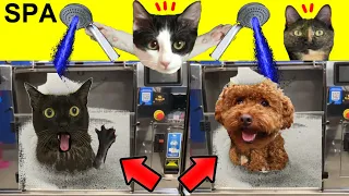 ¿Primer baño de mi perro y mi gato en un spa para animales? Videos de gatos Luna y Estrella