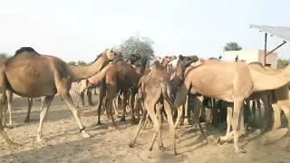 A camels group drinking water in the water tank desert |camel video |camel life #viralvideo #camel