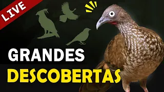 GRANDES DESCOBERTAS de AVES feitas por observadores (CIÊNCIA-CIDADÃ) | AO VIVO Planeta Aves