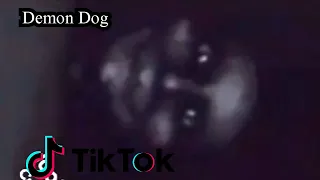 Demon Dog 10 Nakakatakot na Video sa Tiktok #1 Nakakakilabot