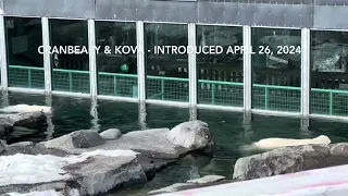 Alaska Zoo Polar Bears Cranbeary and Kova Together at Last!