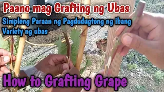 Paano mag grafting ng ubas, simple at madali lang pero effective