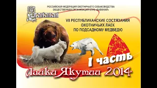 Лайки Якутии 2014 по медведю 1