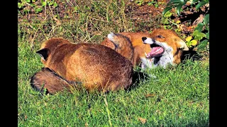 Red Foxes daylight business