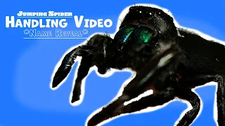 Male Phidippus Regius Jumping Spider Handling Video | Name Reveal