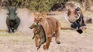 Brave Warthog Parents is Determined to Chase And Attack Lion To Get Their Baby Back - Wildlife WC