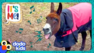 This Donkey Can’t Stop Singing! | Dodo Kids | It’s Me!