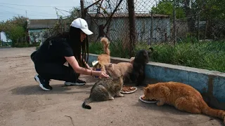 Stray Hungry Cats Surrounded me with Hope to get some Food