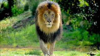 Christopher Walken  ~ You See The One About Lions?..... (Poolhall Junkies)