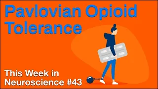 TWiN 43: Pavlovian opioid tolerance