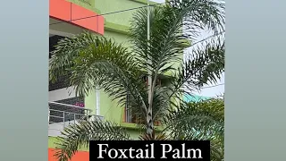 Different stages of Foxtail palm plant from seed to fully grown plant.