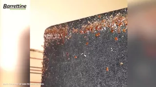 Huge Bed Bug Infestation Treated With Oa2ki