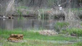 DUCKLINGS EXPLORING POND AND LOG