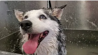 12 year old Husky dog never been groomed before!