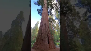 Most Massive Tree on Earth - Giant Sequoia