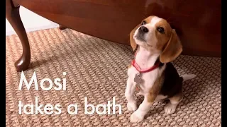 Beagle puppy Mosi Takes a Bath