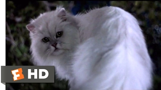 Stuart Little (1999) - Not Bad for a House Cat (10/10) | Movieclips