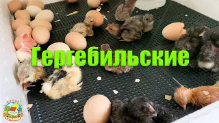 #204 Вылупились кохинхины и гергебильские цыплята. Петушиные разборки / Переезд на ЮГ из Москвы