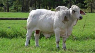 Circle F Farms Brahman Bulls