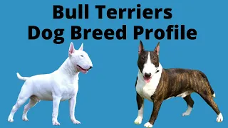 Bull Terriers (Bullies) Dog Breed Profile