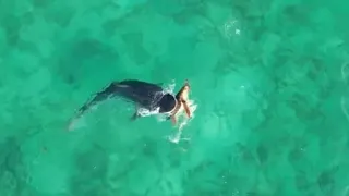 Tenacious turtle fights off shark during ocean battle in WA