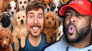 I Rescued 100 Abandoned Dogs! ( @MrBeast ) | Reaction