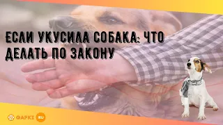 Если укусила собака: что делать по закону