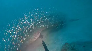 Black Grouper Dive SWFL- 155’